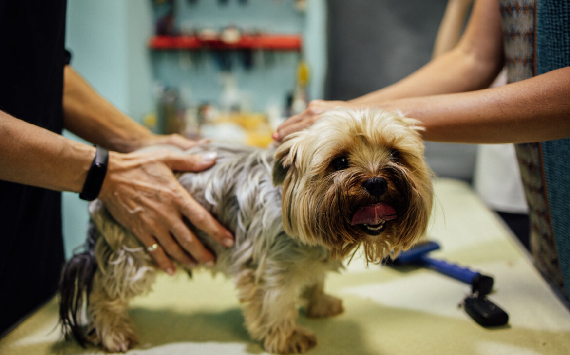 Fostering the Future of Pet Care: A Charity for Professional Pet Providers