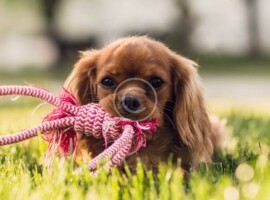 Caring Hearts, Wagging Tails: Raising Funds for Professional Growth in the Pet Industry