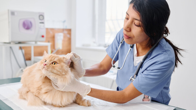 Empowering Pet Professionals in Need
