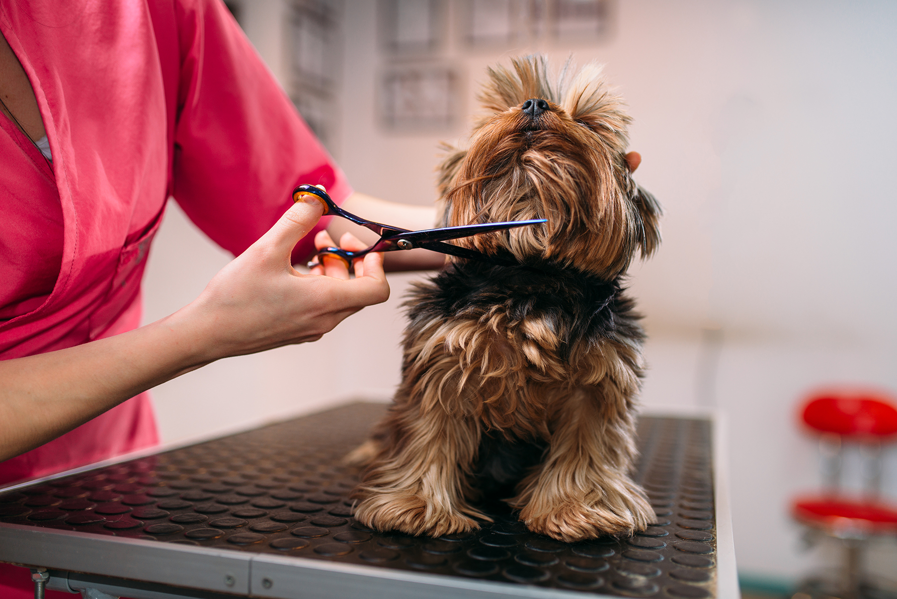 Paw-some Professionals Unleashed: A Charity that Gives Pet Industry Experts a Boost!